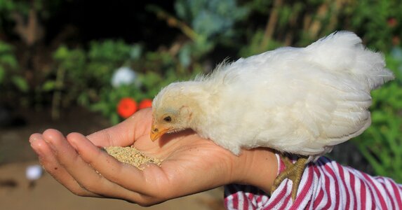 Nature animals food