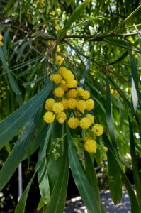 Acacia pycnantha photo