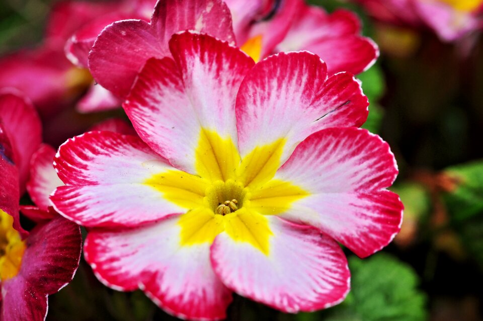 Early bloomer blossom bloom
