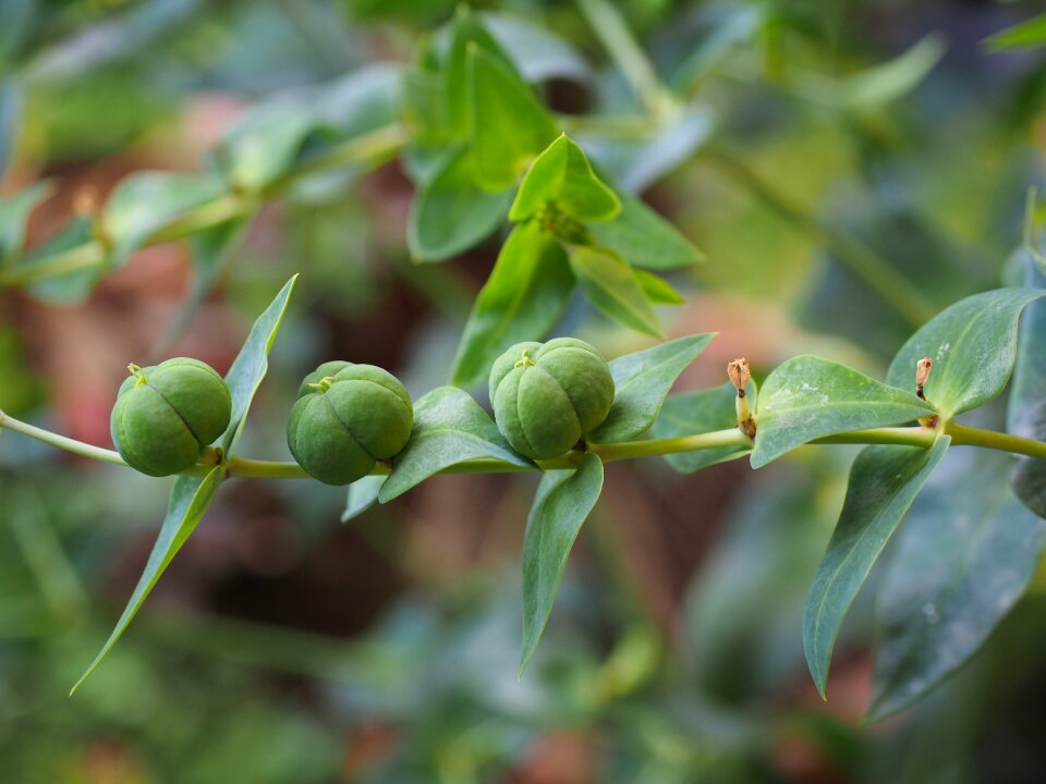 Spurge family euphorbiaceae seeds