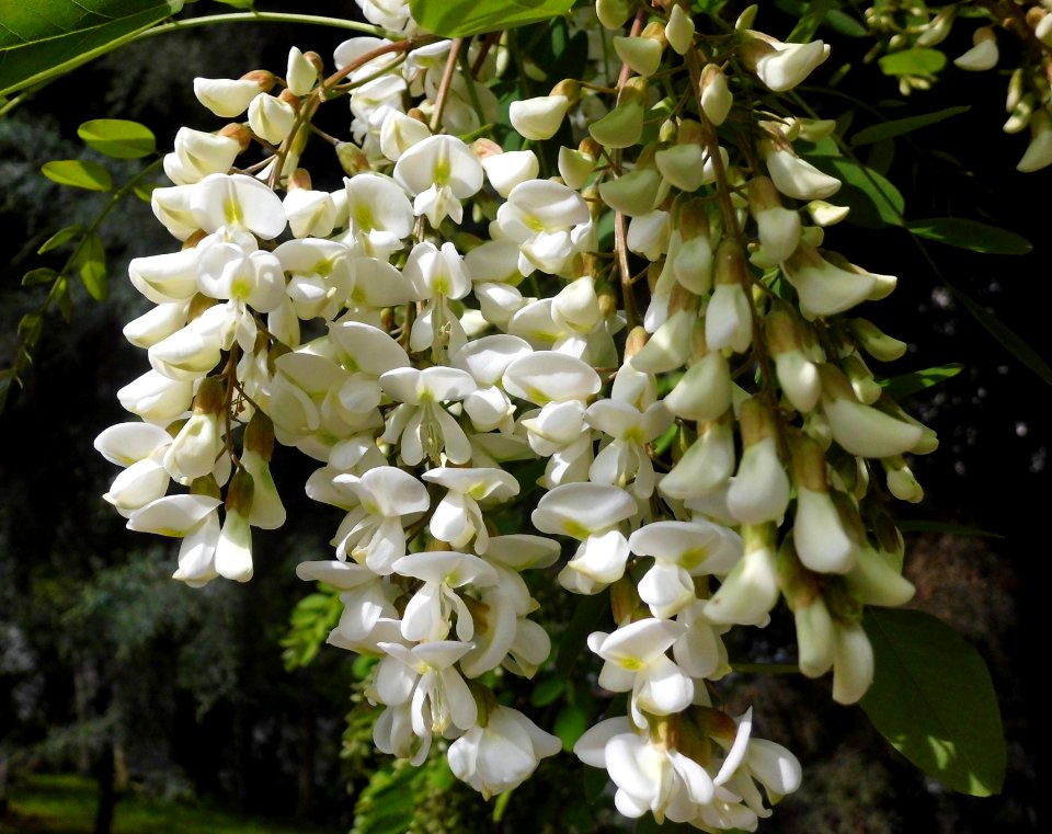Acacia flowers