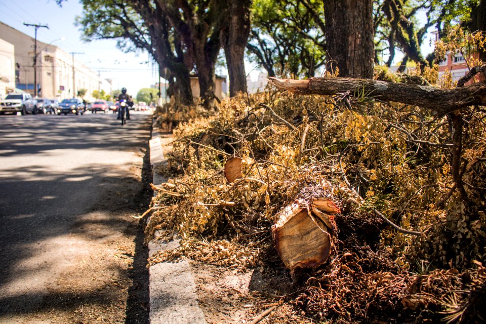 18.12.2019 - Supressão de árvores na avenida Saldanha Marinho - Foto Michel Corvello