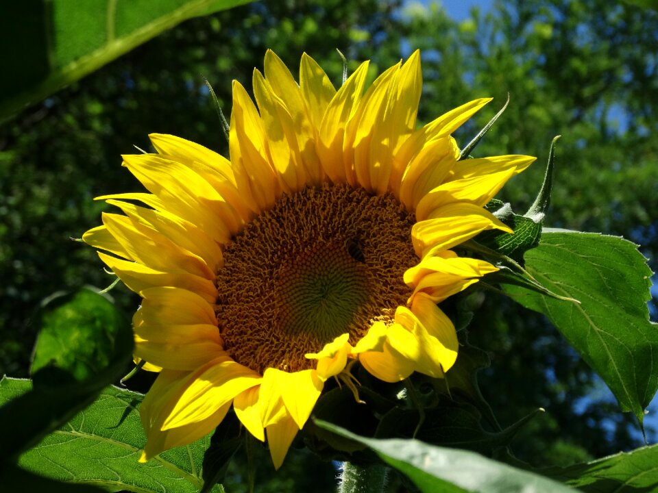 Sunflower yellow seeds
