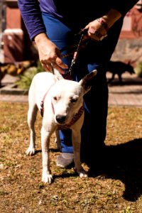 07.12.2019 - Cãominhada da 2ª Semana de Proteção Animal - Foto: Gustavo Vara
