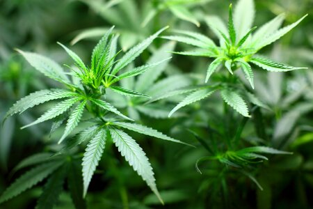 Seedling cannabis marijuana