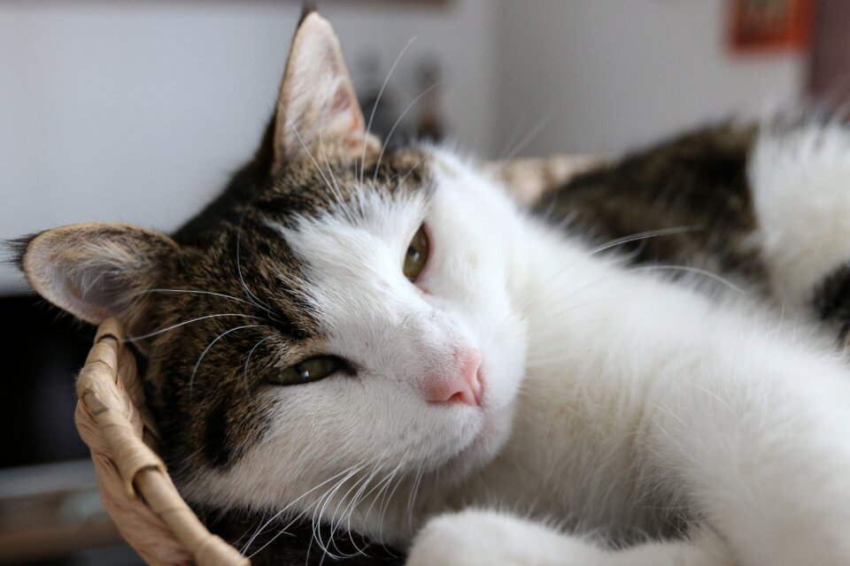 Cat Free photos