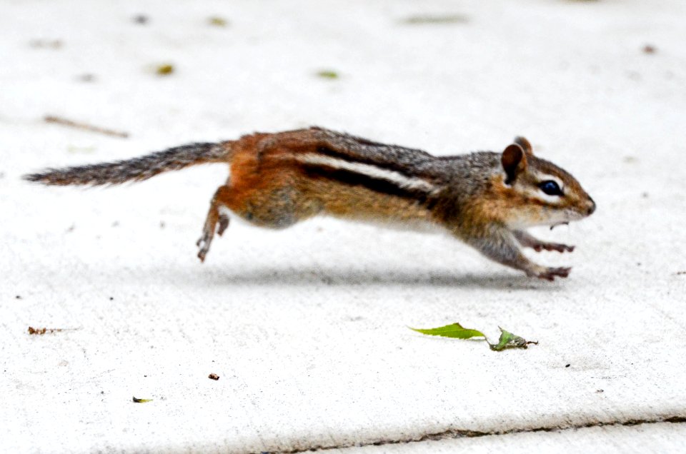 chipmunk running
