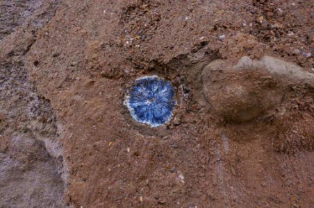 cross-section of fossilized tusk of proboscidean