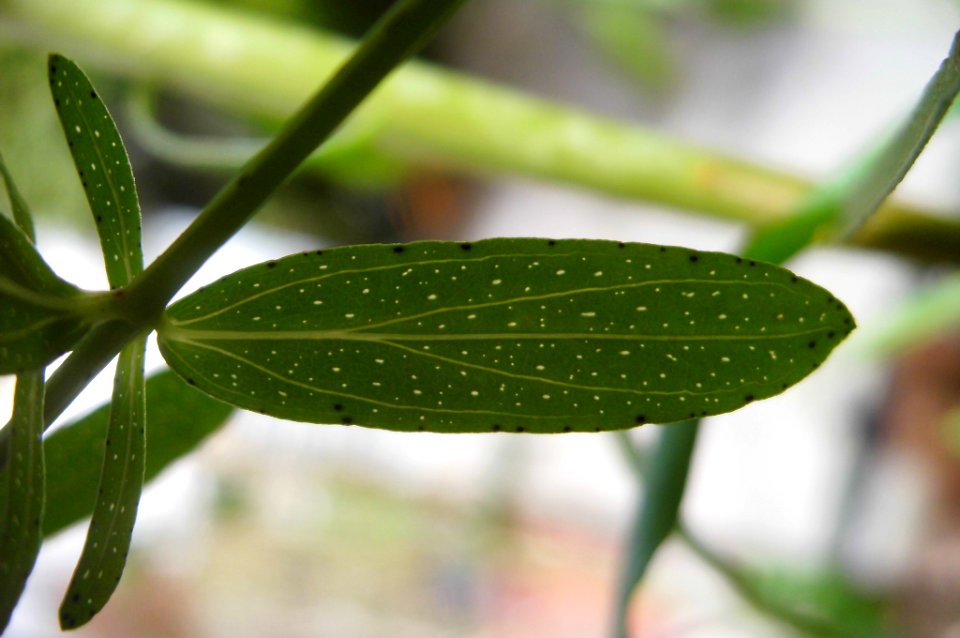 Hypericum perforatum