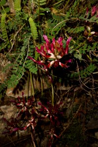 Astragalus monspessulanus