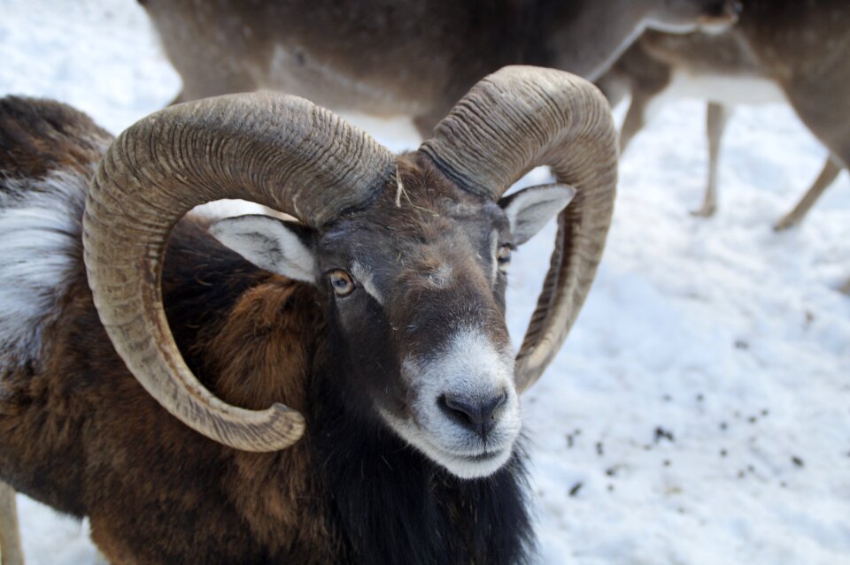Winter snow winter fur