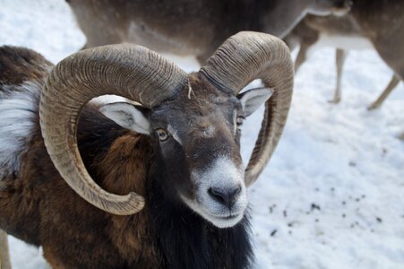 Winter snow winter fur