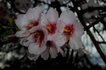 Almond tree photo