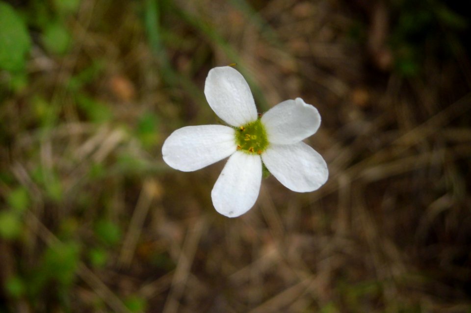 Saxifraga carpetana ssp graeca