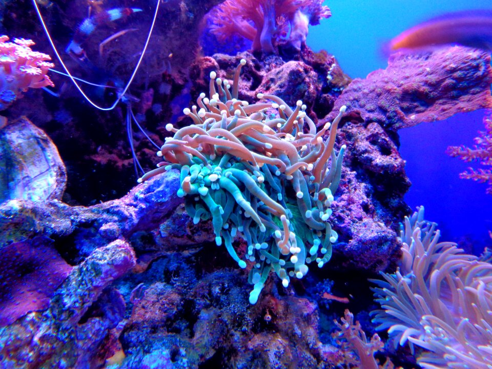 Aquarium sea fish