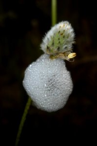 Froghopper Cercopoidea onPlantago lagopus