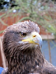 Bird head american
