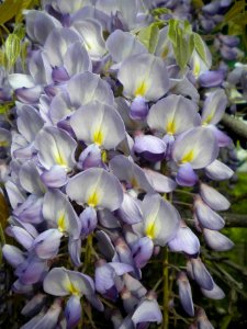Wisteria sp.