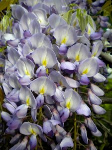 Wisteria sp. photo