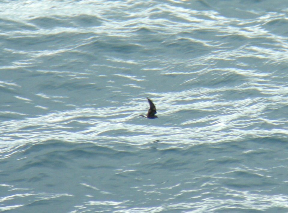 Leach's Storm-Petrel, 30 miles offshore of Queen Charlotte Islands, British Columbia, Canada, July 2, 2010