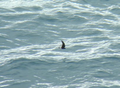 Leach's Storm-Petrel, 30 miles offshore of Queen Charlotte Islands, British Columbia, Canada, July 2, 2010