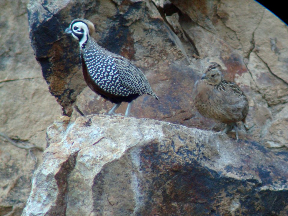 Montezuma Quails, California Gulch, AZ, May 10, 2008
