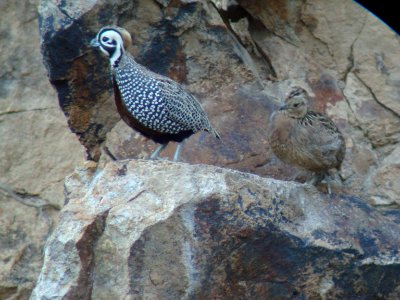 Montezuma Quails, California Gulch, AZ, May 10, 2008