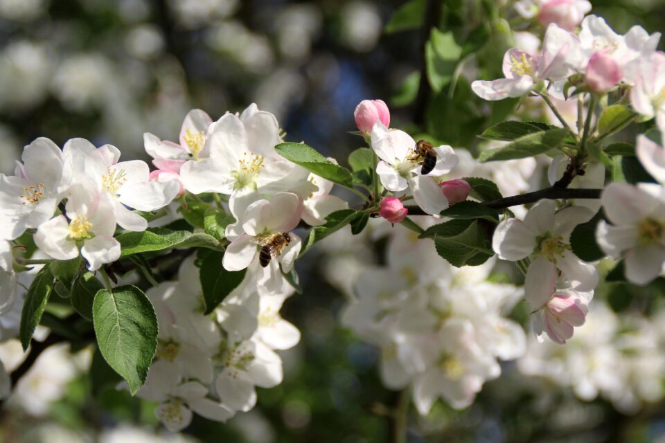 Flourishing flowers bloom
