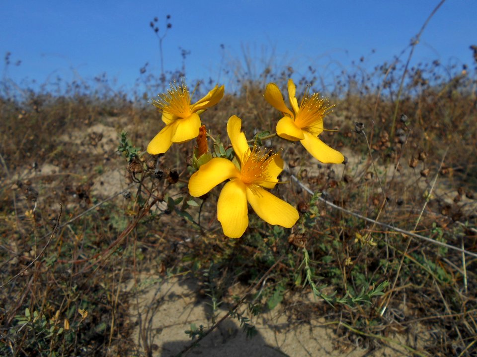 Hypericum olympicum