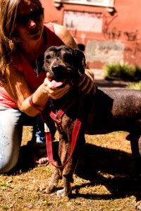 07.12.2019 - Cãominhada da 2ª Semana de Proteção Animal - Foto: Gustavo Vara