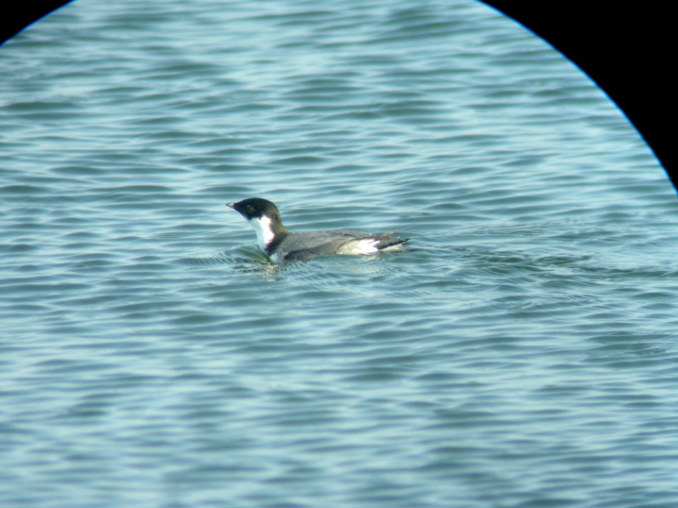 Ancient Murrelet, St. Joseph, MI, November 14, 2009