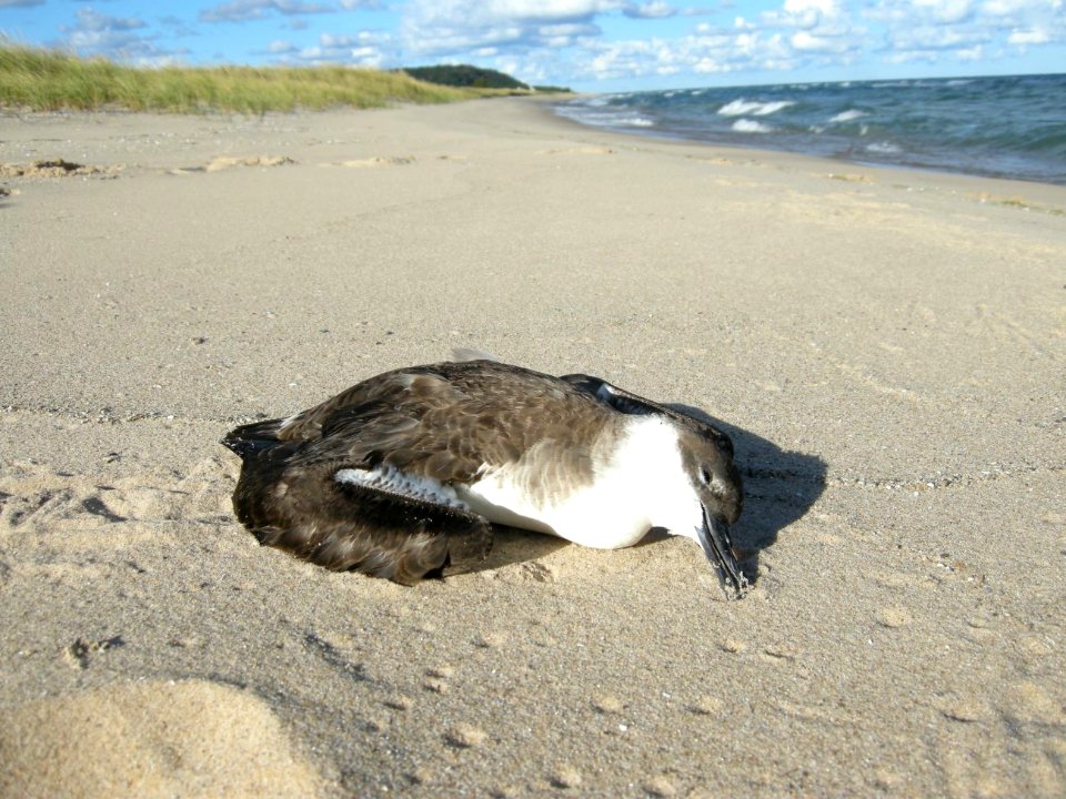 Great Shearwater specimen (as discovered), Sleeping Bear Dunes NL, September 9, 2012