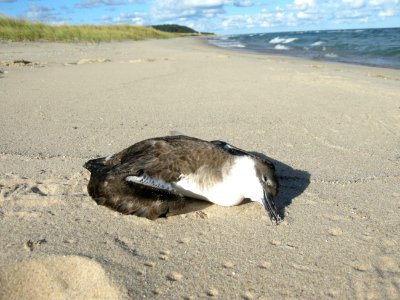 Great Shearwater specimen (as discovered), Sleeping Bear Dunes NL, September 9, 2012 photo