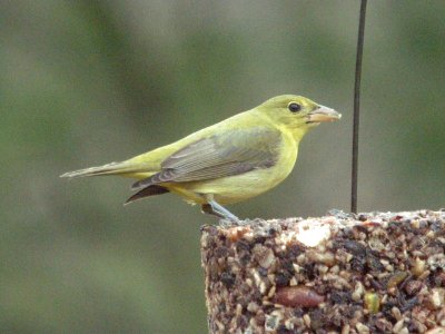 Scarlet/Summer Tanager, Grand Rapids, MI, December 6, 2012 photo