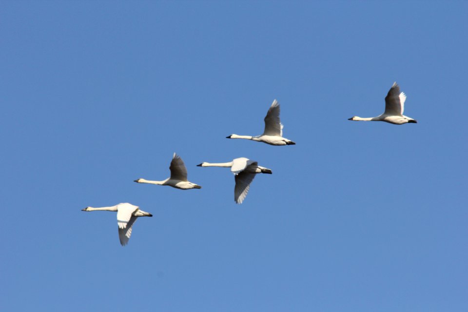 Tundra Swans in migration