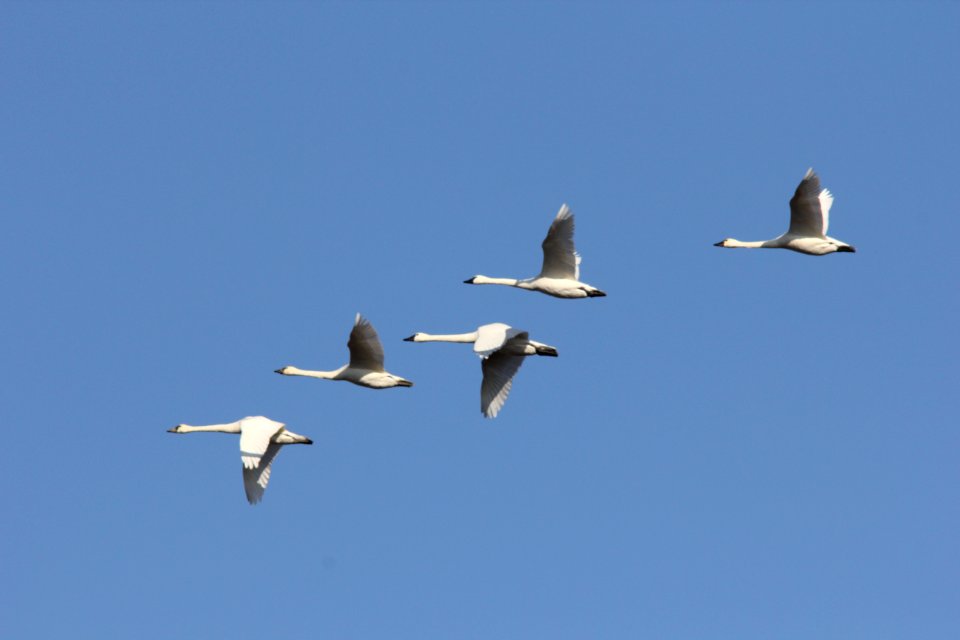 Tundra Swans in migration photo