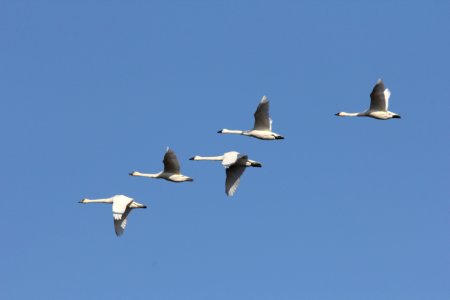 Tundra Swans in migration photo
