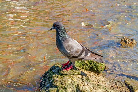 Pigeon fish birds