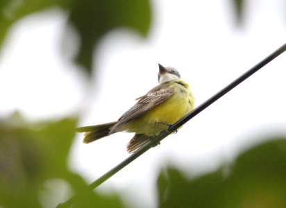 Tropical Kingbird, Tokeland, WA, 19 October 2012