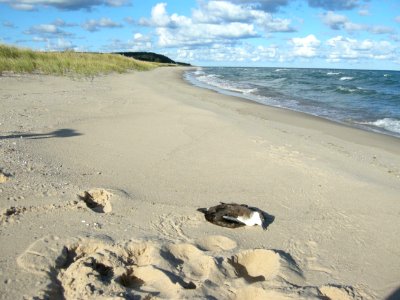 Great Shearwater specimen, Sleeping Bear Dunes NL, September 9, 2012