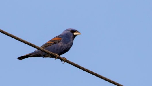Blue Grosbeak, Benton Co., IN