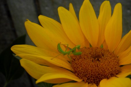 young praying mantis on sunflower photo
