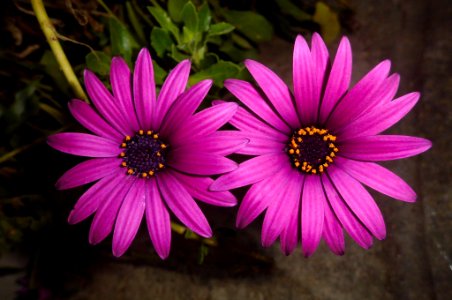 osteospermum photo