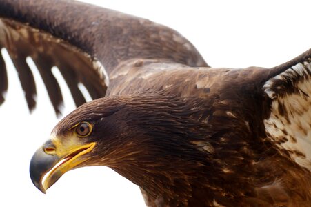 Bill eyes bird photo