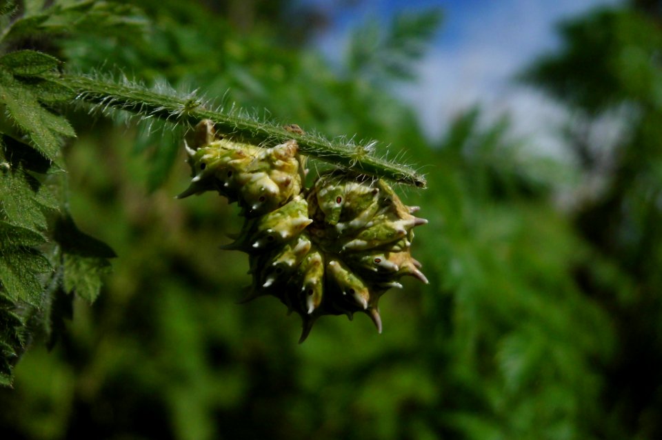 Apochima flabellaria, larva