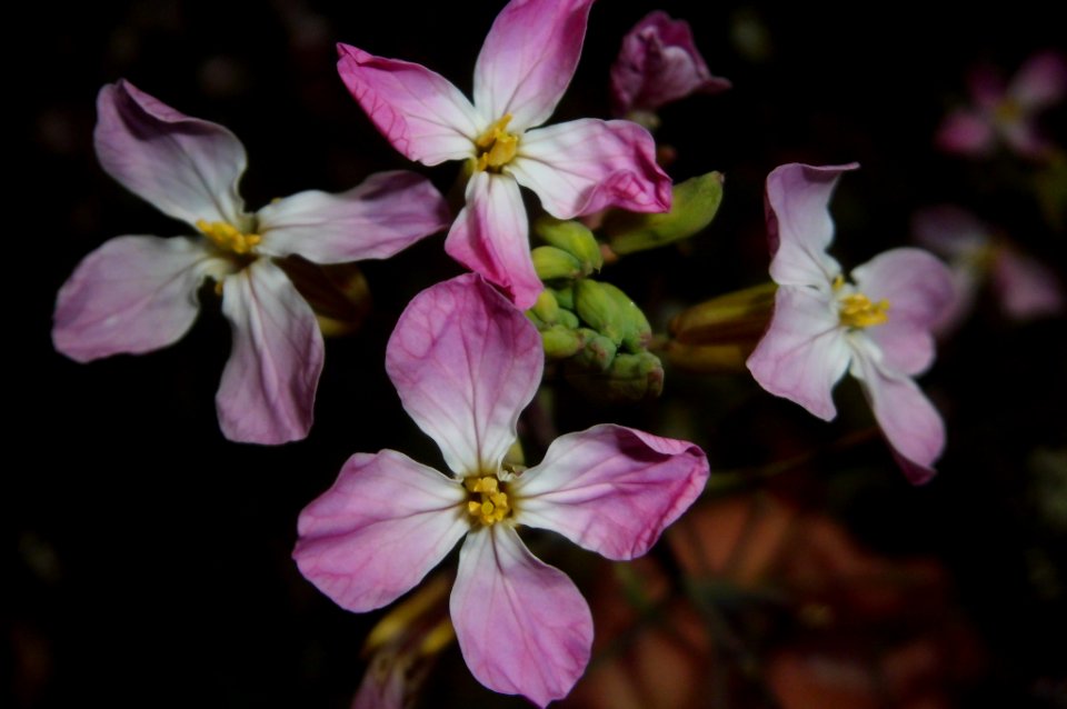 radish flower