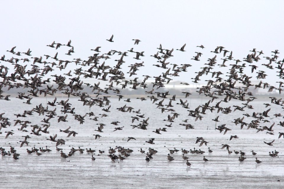 American Wigeons and Northern Pintails, Bottle Beach, WA, 19 October 2012