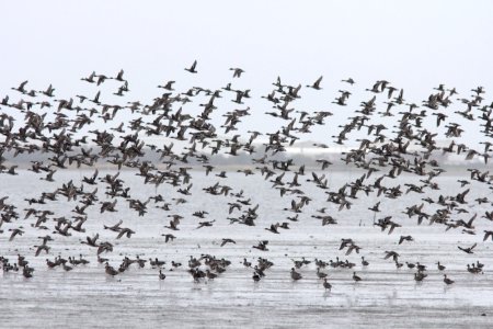 American Wigeons and Northern Pintails, Bottle Beach, WA, 19 October 2012 photo