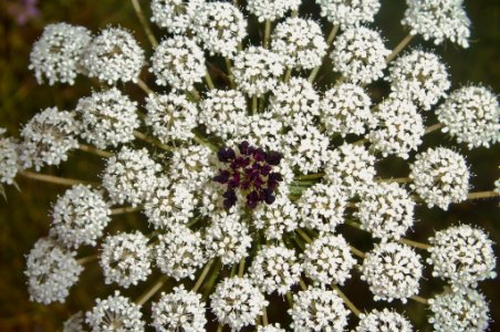 Daucus carota