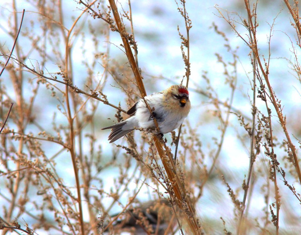 Hoary Redpoll, Greenville, MI, 21 January 2013